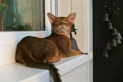 abessinian katt vid fönstret