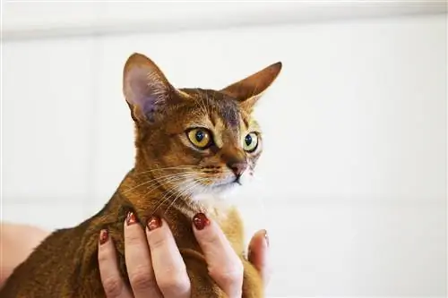 kädessä abessinian kissa