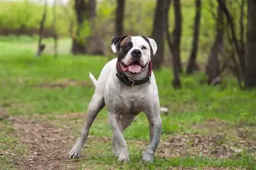 Bulldog wa Marekani akikimbia msituni