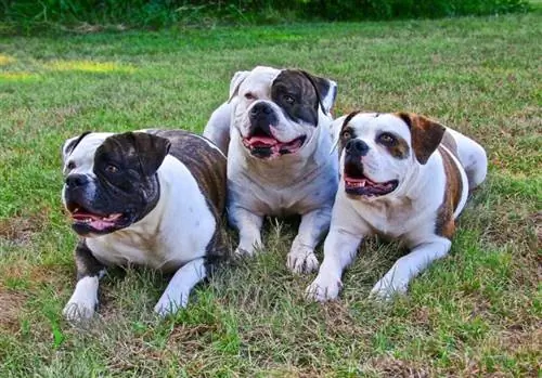 mga american bulldog