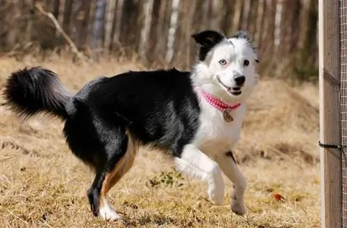 miniatyr american shepherd kjører utendørs