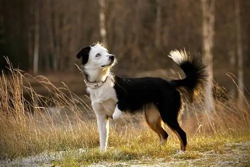 minyatür amerikan çoban köpeği tek bacak yukarı