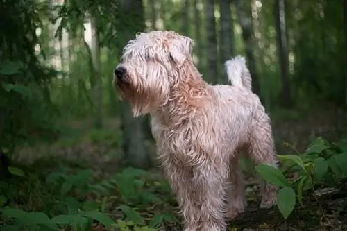 Zacht gecoate Wheaten Terriër