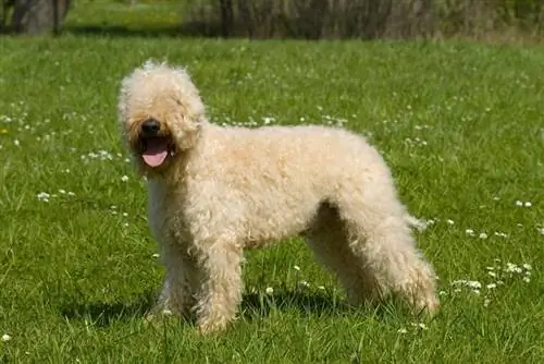 Wheaten Terrier bersalut lembut Ireland