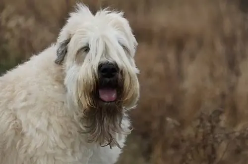 Puha szőrű búza terrier