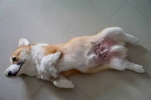 Cute na Pembroke Welsh Corgi na tuta na nakahiga sa puting sahig