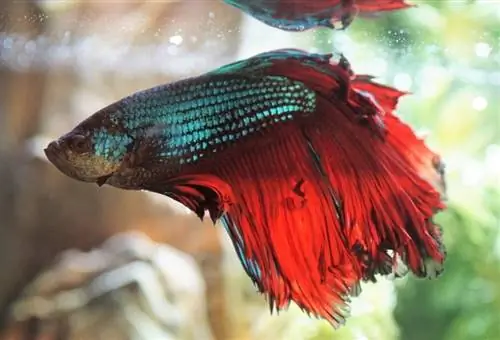 poisson betta dans l'aquarium