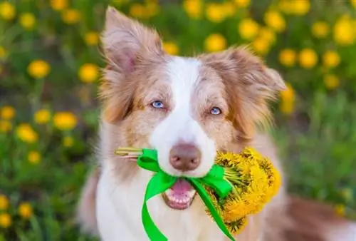 Yellow Australian Shepherd: Mga Katotohanan, Pinagmulan & Kasaysayan (May Mga Larawan)