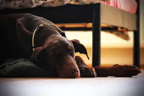 cane doberman pinscher che dorme accanto al letto