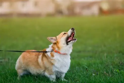 câine corgi care lătră