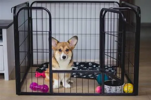 Anak anjing Pembroke Welsh corgi dalam latihan peti