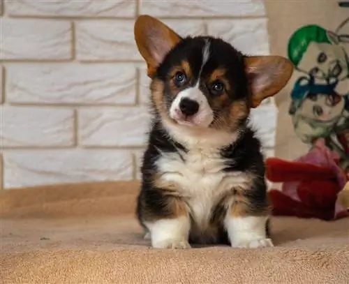 catelus corgi