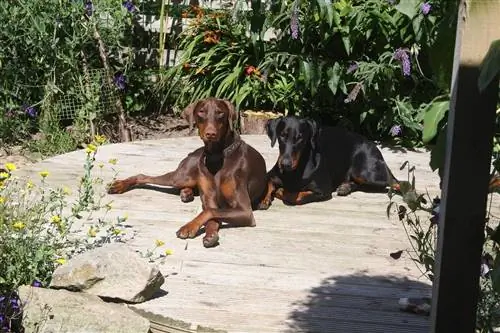 schokoladenbrauner und schwarzer Dobermann