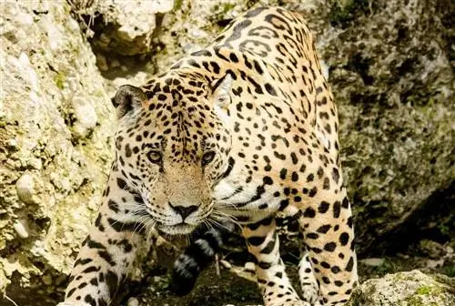 jaguar en mouvement