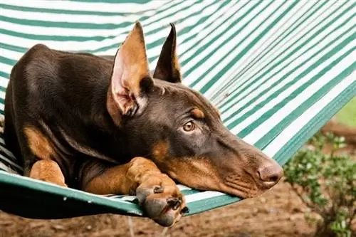 liab doberman