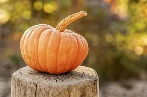 calabaza en un tronco de árbol cortado