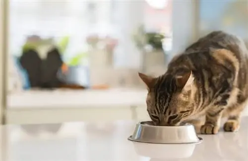 gato comiendo en el mostrador