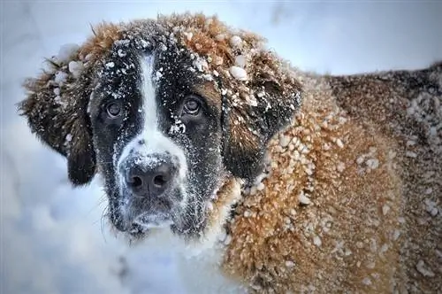 Mogu li psi dobiti ozebline? Veterinar pregledao znakove, liječenje & Prevencija