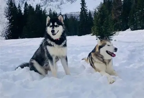 Alaska malamuut