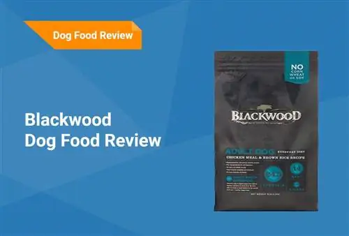 Blackwood Dog Food Review 2023: Эстейт, жакшы жактары & Минустары