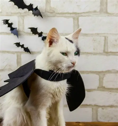 Bat Cat