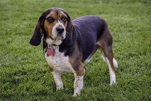 Blue Tick Beagle: Poze, Ghid, Info & Mai mult