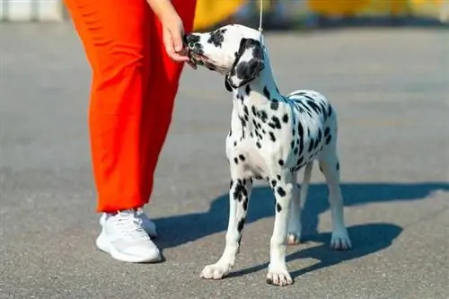 cachorrinho dálmata comendo guloseimas