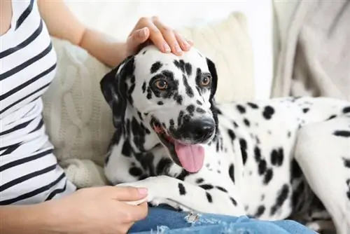 câine dalmatian și stăpânul ei stând pe canapea