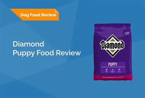 Diamond Puppy Formula Dog Food Review 2023: Эстейт, жакшы жактары & Минустары