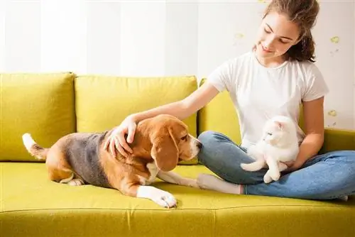 gadis memperkenalkan kucing ke beagle