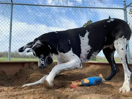 כלב הדני הגדול בשחור ולבן עם הבעה שמחה על הפנים חופר ומשחק