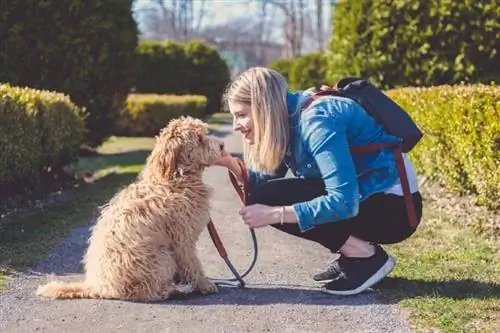 gos labradoodle i dona propietària al parc