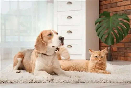 Kunnen Beagles goed overweg met katten? Wat je moet weten