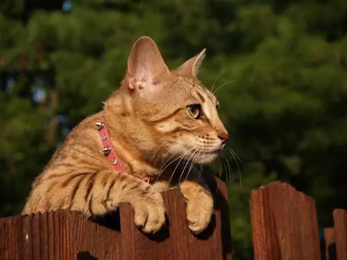 Chat de savane serval de couleur or à rayures regardant par-dessus une clôture en bois portant un collier rose