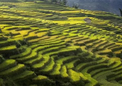 habitat ikan cupang sawah