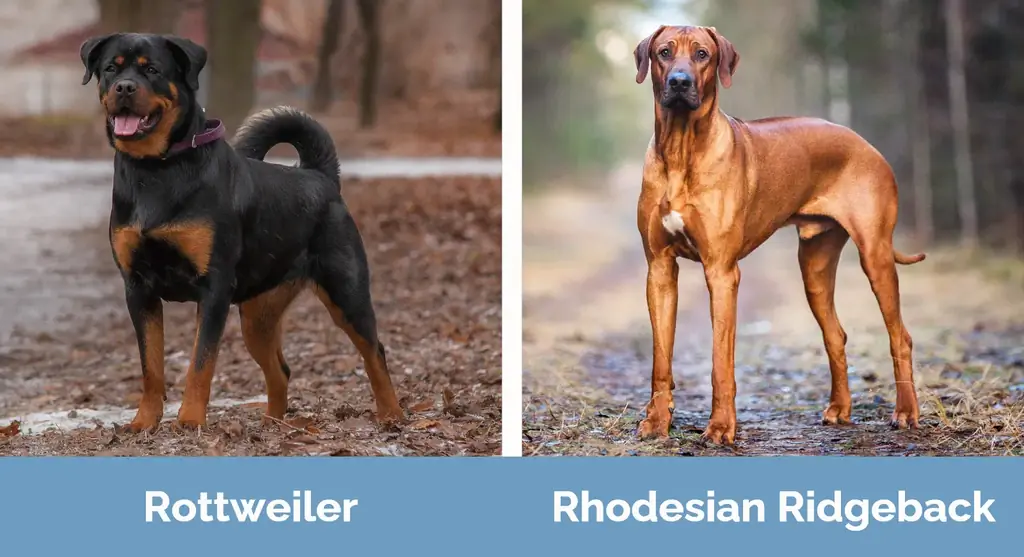 Rottweiler vs Rhodesian Ridgeback - Sự khác biệt trực quan