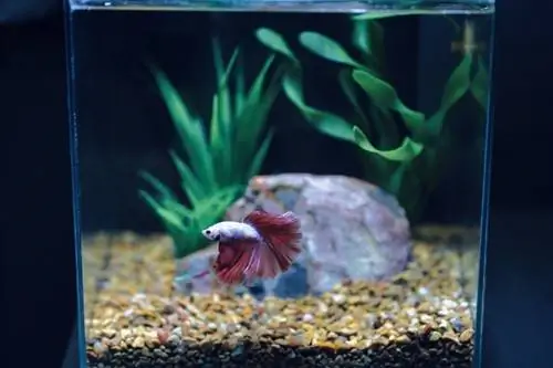 ryba betta w akwarium