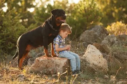 rottweiler sidder med lille dreng