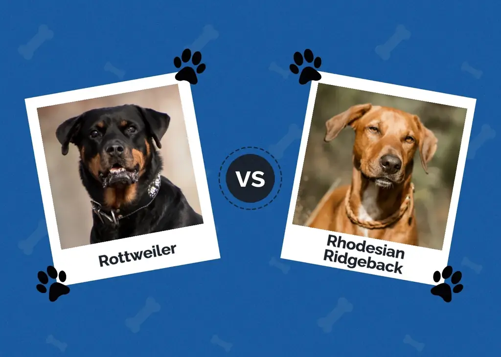 Rottweiler versus Rhodesian Ridgeback: belangrijkste verschillen (met afbeeldingen)