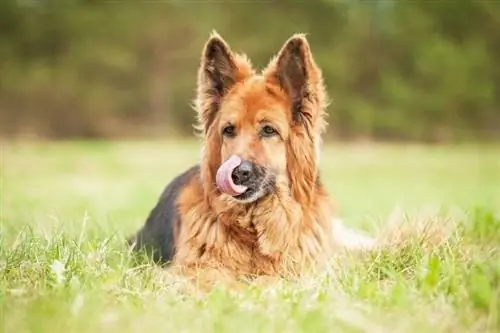 chien de berger allemand se léchant le nez