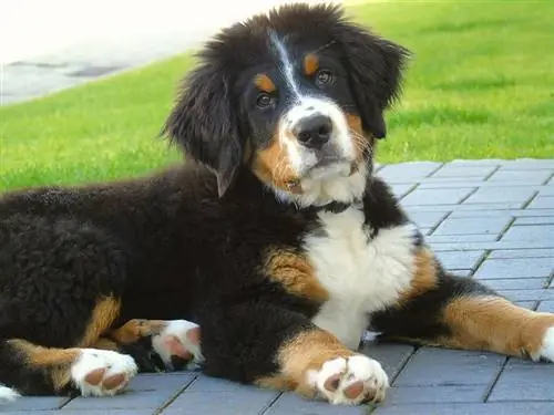 anak anjing gunung bernese