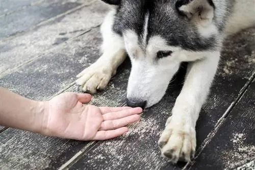 jong husky Siberiese hond wat aan mensehande snuif