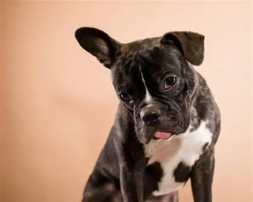 Faux Frenchbo Bulldog / Frenchton (bostonski terier & mešanica francoskega buldoga)