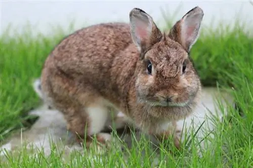 isara ang cute na netherland dwarf rabbit sa damuhan