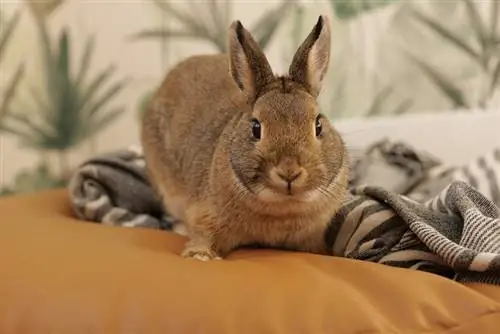 Hoe lang leven dwergkonijnen als huisdier? Dierenarts beoordeelde feiten & Info