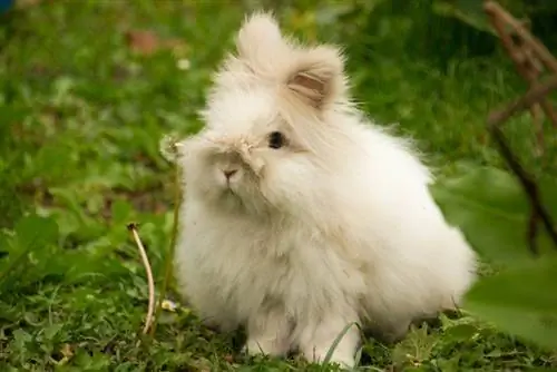 Dwarf English Angora Rabbit