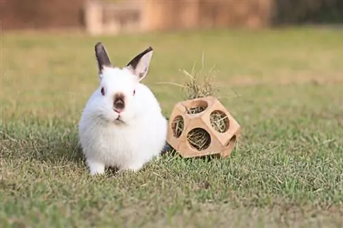 un lapin nain jouant avec un jouet de bricolage