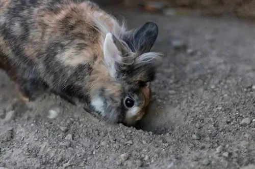 lapin nain creusant un trou