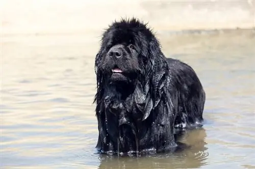 newfoundland-dog-in-water