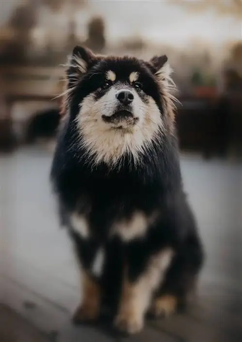 İsveçli Lapphund